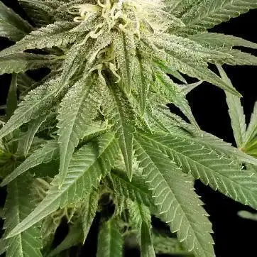 Matilda CBD