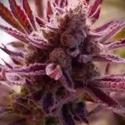 G13 Hellfire