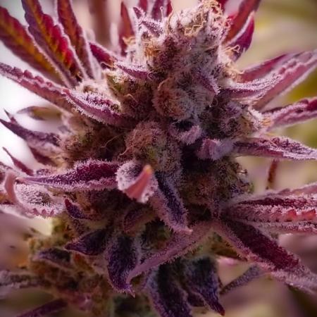 G13 Hellfire