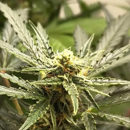 G13 Kush