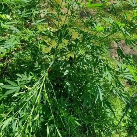 G13 Super Haze