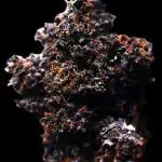 Purple Haze by Ferrox-Kollektiv (2025)