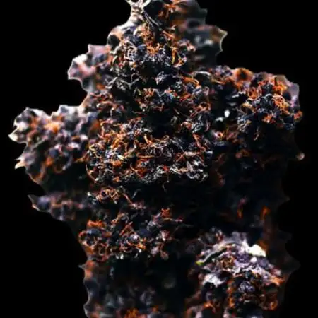 Purple Haze by Ferrox-Kollektiv (2025)