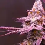 Purpel Goliath