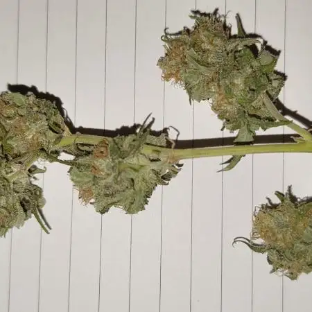 G13 Super Haze