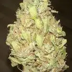 G13 Haze F6