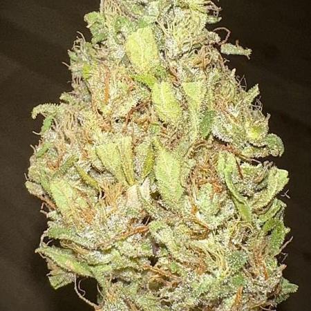 G13 Haze F6