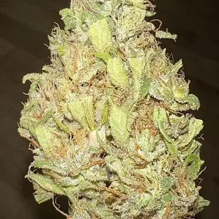 G13 Haze F6