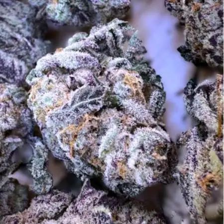 Original Oz
