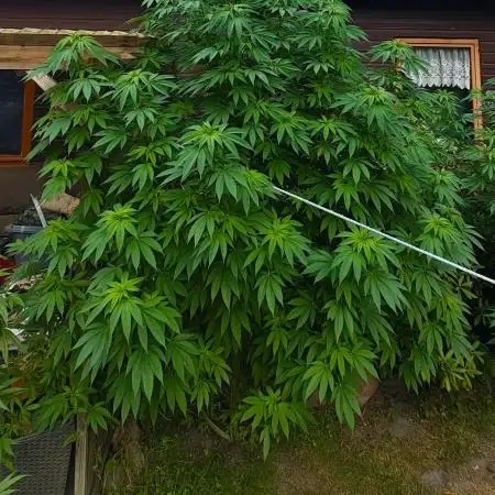 Special Kush 1 by Ferrox Kollektiv