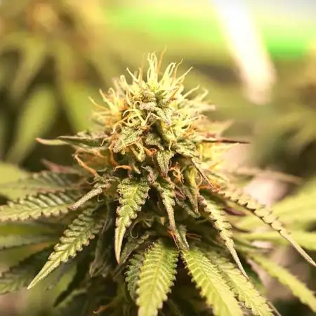 G13 Super Haze