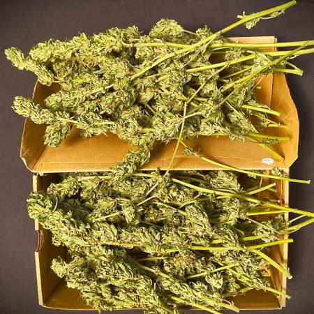 Special Kush 1 by Ferrox Kollektiv