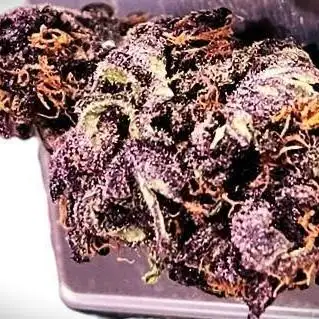 Purpel Goliath