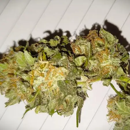 Tangie