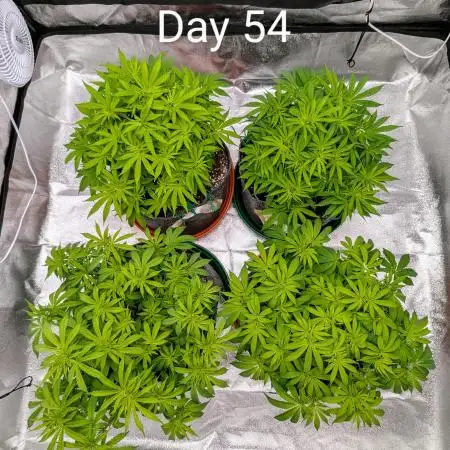 Organic Soil Grow - American Beauty
