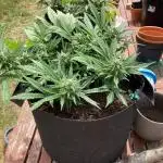 Orange sherbet auto (fb) outdoor grow