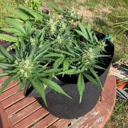 Orange sherbet auto (fb) outdoor grow