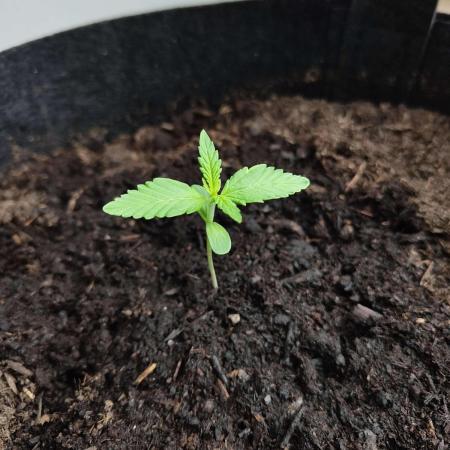 purple lemonade auto (fb) outdoor