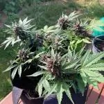 purple lemonade auto (fb) outdoor