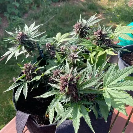 purple lemonade auto (fb) outdoor