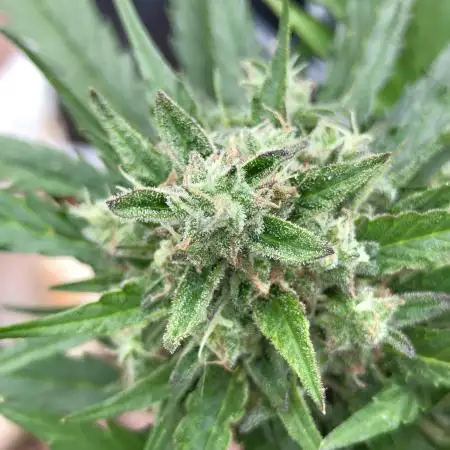Orange sherbet auto (fb) outdoor grow