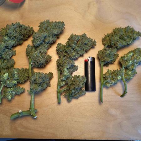 Orange sherbet auto (fb) outdoor grow