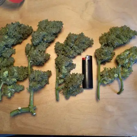 Orange sherbet auto (fb) outdoor grow