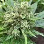 Orange sherbet auto (fb) outdoor grow