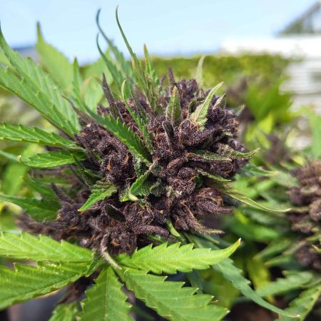 purple lemonade auto (fb) outdoor