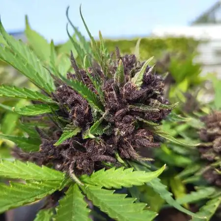 purple lemonade auto (fb) outdoor