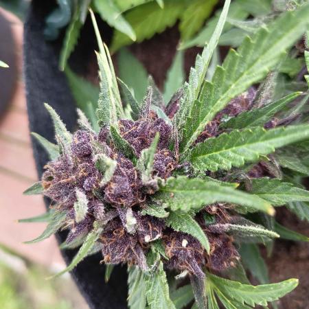 purple lemonade auto (fb) outdoor