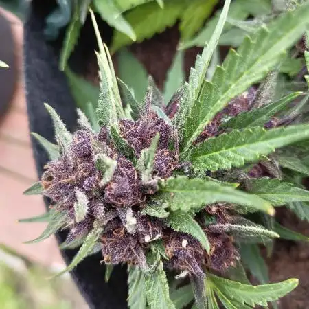 purple lemonade auto (fb) outdoor