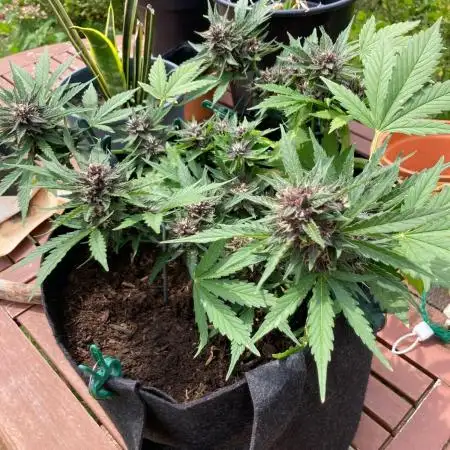 purple lemonade auto (fb) outdoor