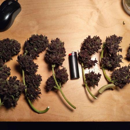 purple lemonade auto (fb) outdoor