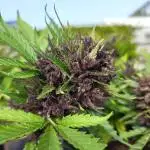 purple lemonade auto (fb) outdoor