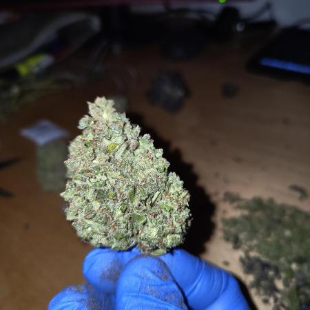 Orange sherbet auto (fb) outdoor grow