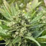 Orange sherbet auto (fb) outdoor grow