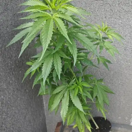 Hollands Hope Outside Grow Regular Seeds