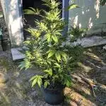 Bubba Kush