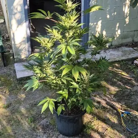 Bubba Kush