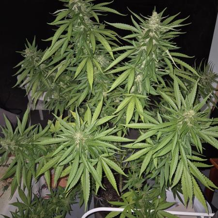 AUS Outdoor 25/26