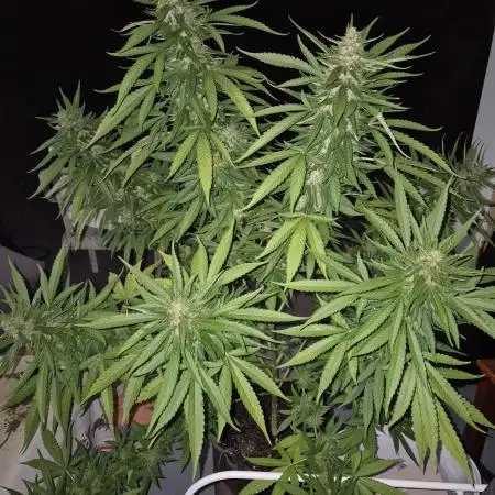 AUS Outdoor 25/26