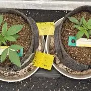 Blue Zushi x Raspberry Parfait