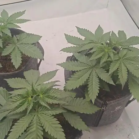 3x Seriotica