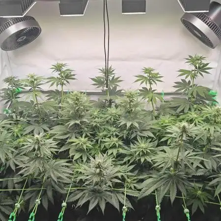 3x Lemon Cherry Gelato