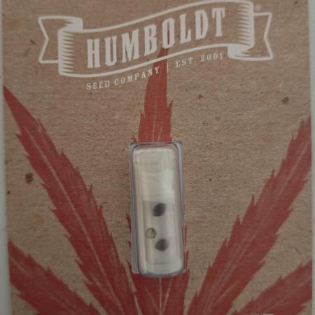 Blue Zushi x Raspberry Parfait