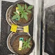 Blue Zushi x Raspberry Parfait