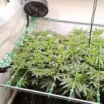 3x Seriotica