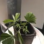Orange Bud