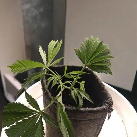 Orange Bud